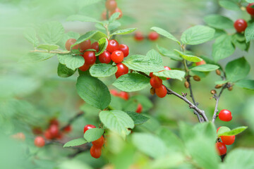 ユスラウメの赤い実　Prunus tomentosa