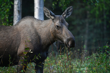 A moose grazes on undergrowth in Alaska's boreal forest.