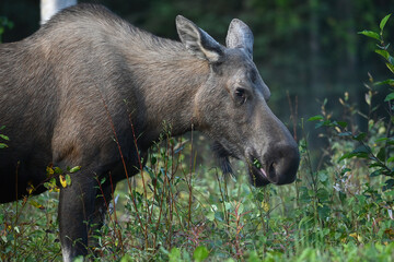 Naklejka na ściany i meble A moose grazes on undergrowth in Alaska's boreal forest.