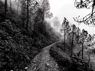 Way through the Jungle