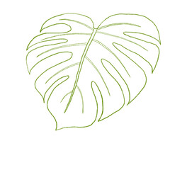 Monstera leaf Green doodle line art.