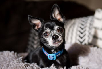 A chihuahua laying down looking at the camera looking cute. 
