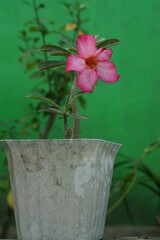 pink cyclamen plant flower in a pot