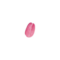 A tulip petal. Watercolor illustration isolated on a transparent background.