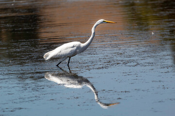 An Egret on the hunt.