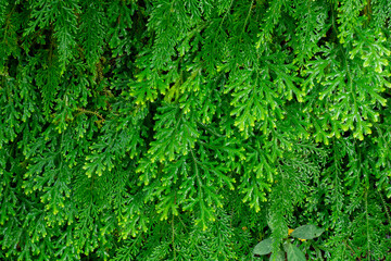 Obraz premium Green thuja hedgerow close up. natural pattern background, texture for design.