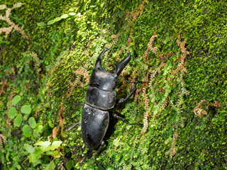 stag beetle on moss in forest Thailand