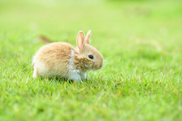 Little rabbits or baby rabbits on the green grass