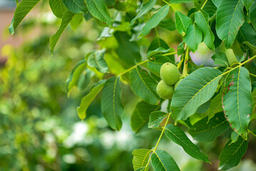 green walnuts in the garden