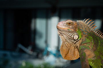 Fototapeta premium lizard, animal, green lizard with blur background
