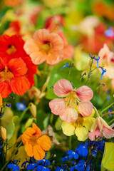 coral and orange nasturtium in the garden