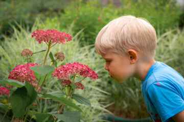 Boy smelling hydrangea flowers in the garden