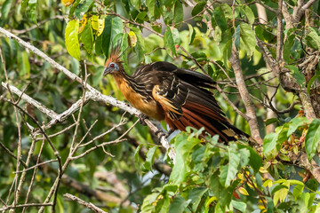 Hoatzin (Opisthocomus hoazin) with crest raised in the Amazon rainforest at Lake Sandoval, Peru, South America.