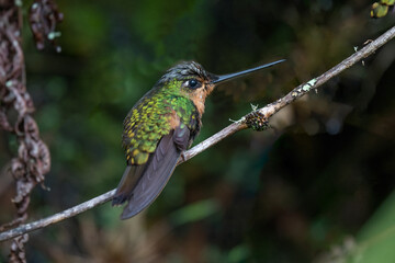 Fototapeta na wymiar green hummingbird sitting on a branch in the forest