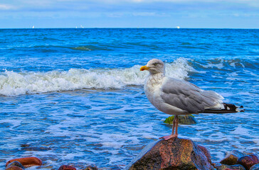 Ostsee - Meer - Warnemünde - Rostock - Seascape - Beach - Sunset - Baltic Sea Vacation Coast - Tourism -Holiday - Background - High quality photo