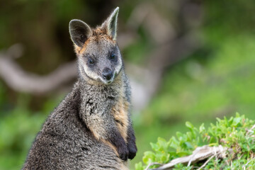 Naklejka na ściany i meble Swamp wallaby (Wallabia bicolor), Tower Hill Wildlife Reserve, Victoria