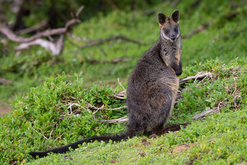 Swamp wallaby (Wallabia bicolor), Tower Hill Wildlife Reserve, Victoria