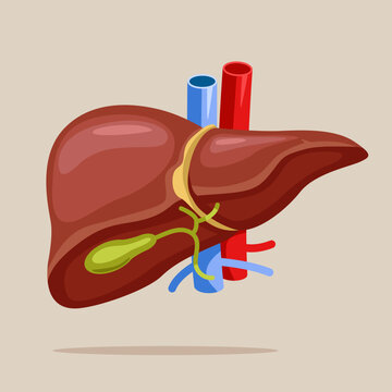 Anatomy Structure Hepatic System Organ, Digestive Gallbladder Organ. Human Liver For Medical Drugs, Pharmacy And Education Design.