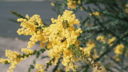 Wild yellow spring flowers blooming with bee