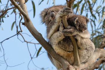 Wild koala (Phascolarctos cinereus) mother with baby in a eucalyptus tree, Victoria, Australia © Alex Cooper