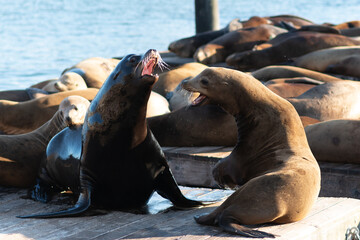 Fototapeta premium Sea Lions