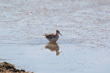 A greater yellow-legs wading in a pond setting