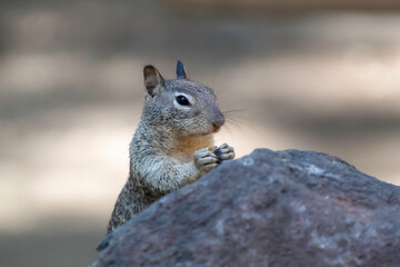 Naklejka na ściany i meble A squirrel having a snack in a public park
