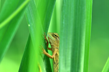 Obraz premium green lizard among the bushes