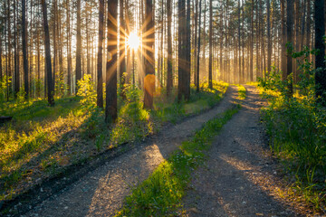 Obraz premium sunset in the forest