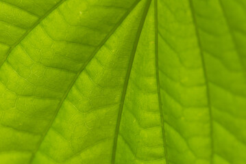 Naklejka na ściany i meble Leaf texture, Piper betle texture