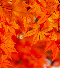 鮮やかな楓の紅葉のクローズアップ