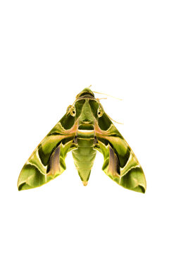 Daphnis nerii on white background
