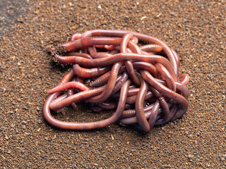 Group of earthworms in the soil, earthworm digestive processes turn organic matter into good quality natural fertilizer for agriculture and live bait for fishing