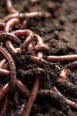 Group of earthworms in the soil, earthworm digestive processes turn organic matter into good quality natural fertilizer for agriculture and live bait for fishing