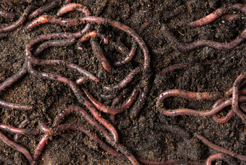 Group of earthworms in the soil, earthworm digestive processes turn organic matter into good...