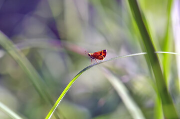 butterfly on a flower