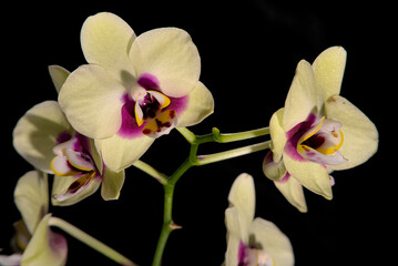 Isolated moth orchid (Phalaenopsis) flowers in front of black background