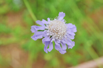 高原に咲く紫の花