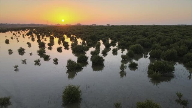 4K: Top view of UAE's Mangroves during sunset, located in Umm Al Quwain, United Arab Emirates