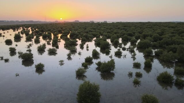 2022: Top view of UAE's Mangroves during sunset, located in Umm Al Quwain, United Arab Emirates