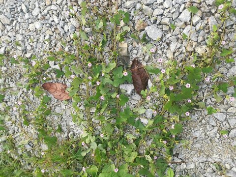 Tiny Pink Ipomoea Bush Morning Glory Crawling On The Stony Road