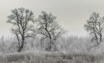 Obraz na płótnie Canvas Danube Island Sodros near Novi Sad, Serbia. Gray and white landscape with frozen water.