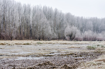 Danube Island Sodros near Novi Sad, Serbia. Gray and white landscape with frozen water.