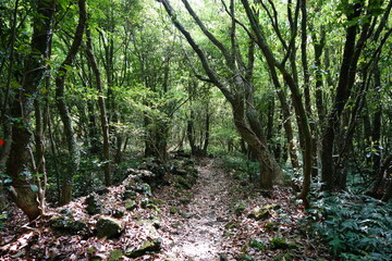 mossy trees and rocks in spring forest
