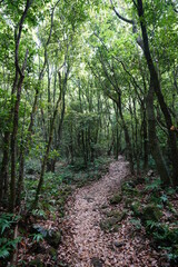 spring path to deep forest