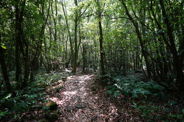 Fototapeta premium fascinating spring forest and path in the sunlight
