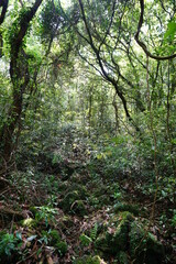 primeval forest in the gleaming sunlight