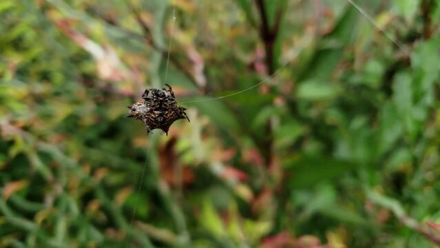 Ara&ntilde;a Tejedora Espinosa  Gasteracantha cancriformis  en jard&iacute;n