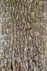 Tree trunk bark, mossy old textured
