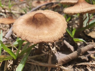 mushroom in the forest